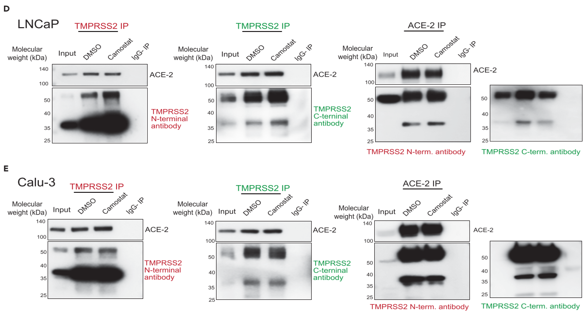 Figure 3. TMPRSS2 physically interacts with ACE2 in prostate and lung cells